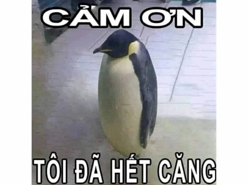 Bức ảnh chế biểu cảm cảm ơn đầy tính châm biếm và hài hước