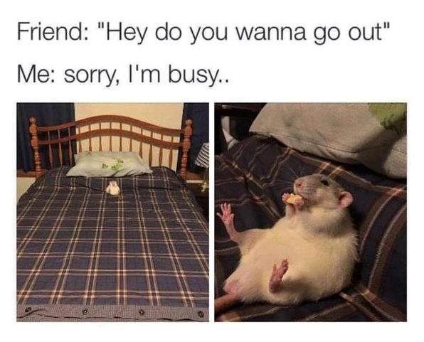 Bức ảnh chế hài hước mang đậm phong cách rat meme nguyên thủy