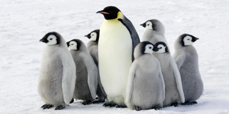 Bức ảnh chim meme siêu vui nhộn đang giơ cánh chào