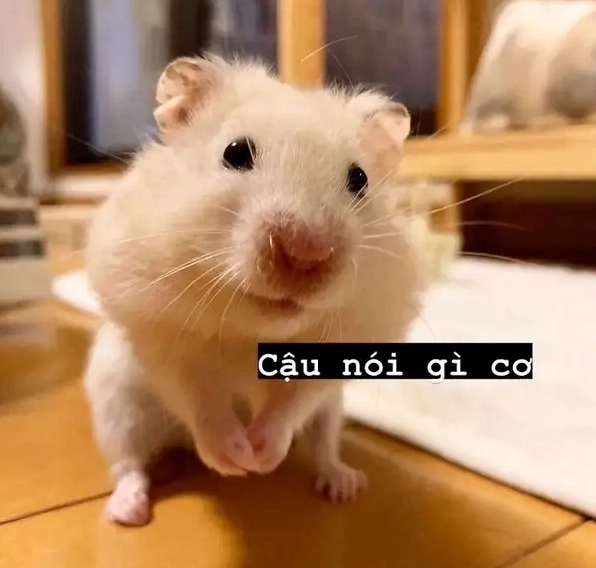 Bức ảnh fan cưng không thể bỏ qua cute hamster meme dễ thương
