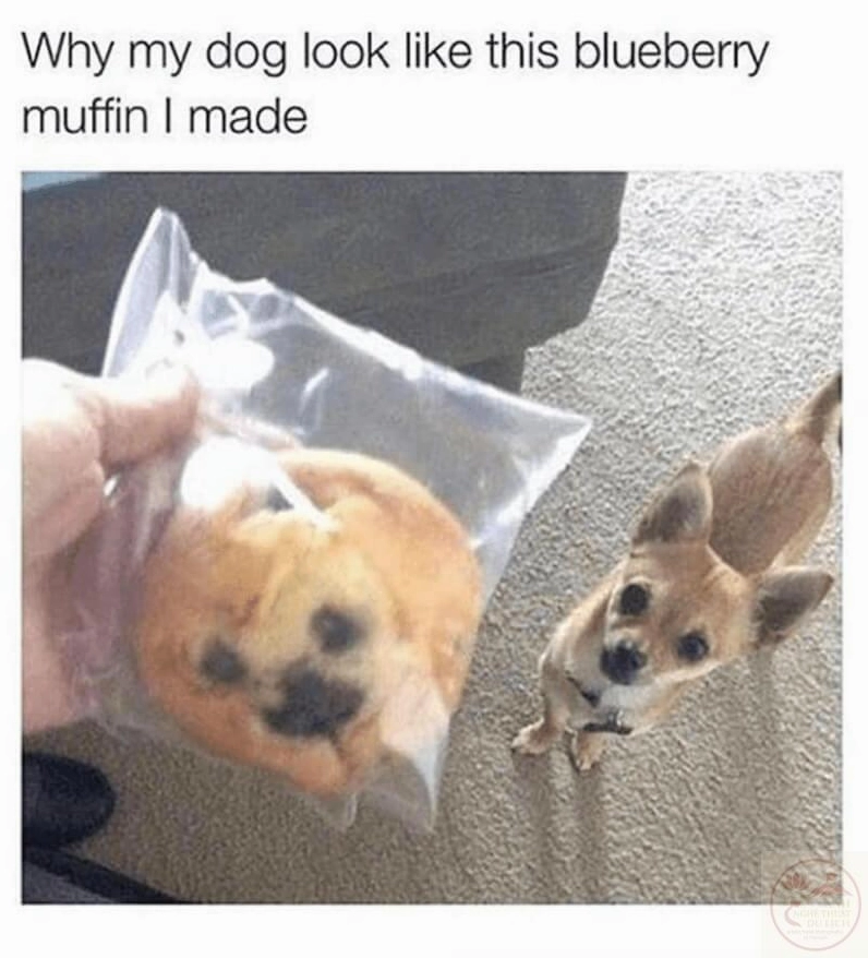 Bức ảnh meme con chó chihuahua với biểu cảm ngơ ngác cực kỳ đáng yêu