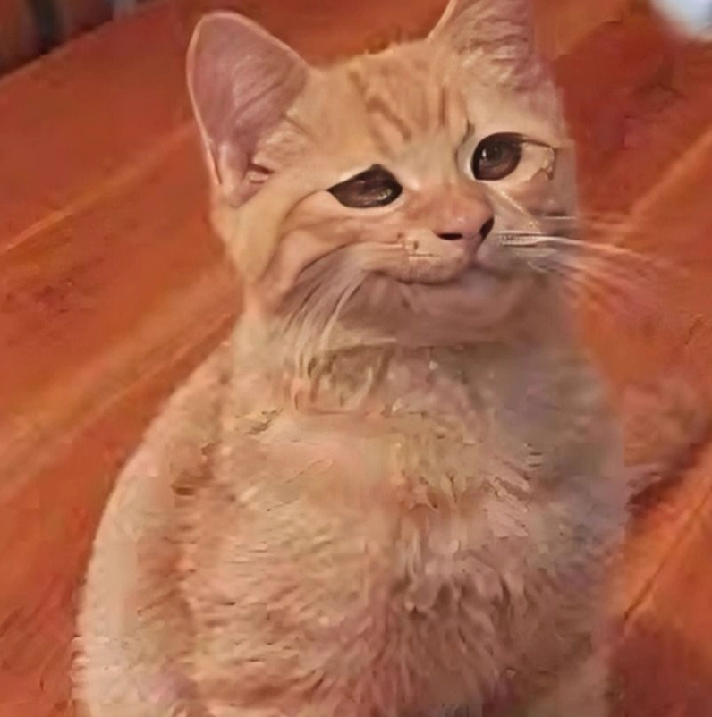 Trọn bộ meme cười đểu cực chất khiến bạn không thể nhịn cười 8 Bức ảnh meme động vật cười nhếch mép bá đạo