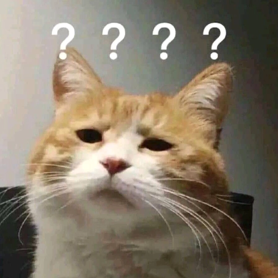 Bức ảnh meme mèo biểu cảm cực ngầu với ánh mắt khinh bỉ