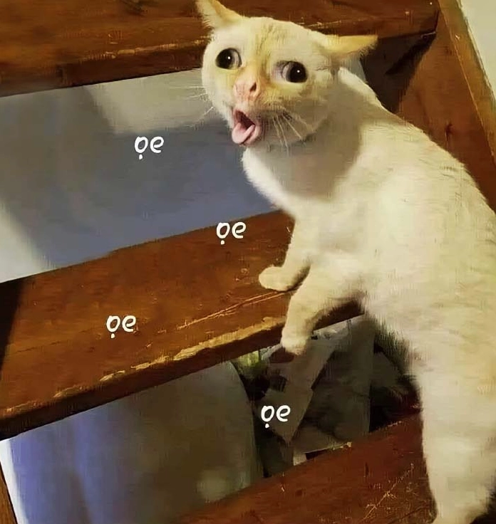 Bức ảnh meme mèo bựa với biểu cảm vô cùng hài hước và khó đỡ
