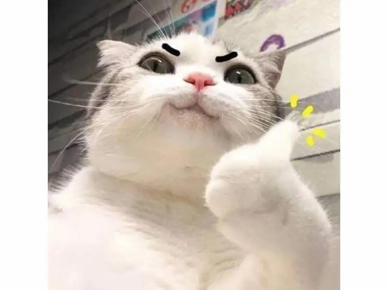 Bức ảnh meme mèo đứng hai chân như người vô cùng tấu hài