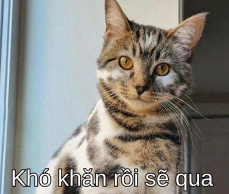Bức ảnh meme mèo khích lệ tinh thần cực kỳ hài hước