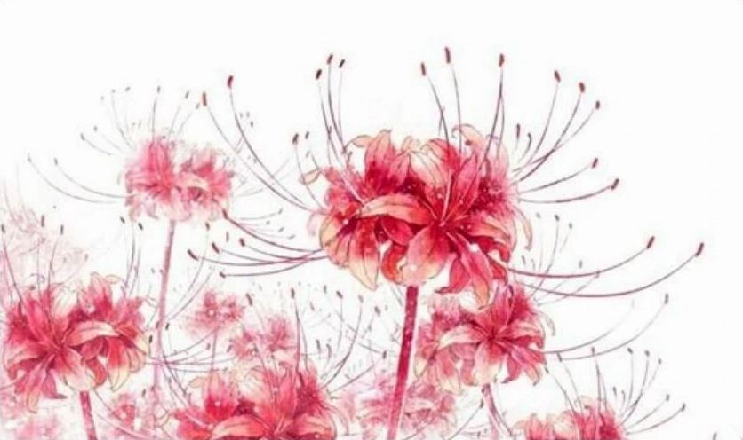 Bức tranh vẽ tuyệt mỹ tôn lên thần thái bỉ ngạn hoa vạn người mê