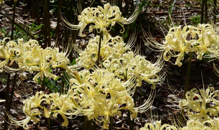 Cảnh sắc thần tiên làm say đắm lòng người của bỉ ngạn màu trắng