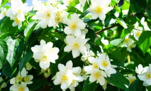 chiem nguong bo hinh nen hoa nhai tinh khoi quyen ru nhat 504