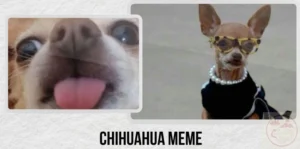 chihuahua meme tong hop nhung khoanh khac hai huoc va ngao n 236