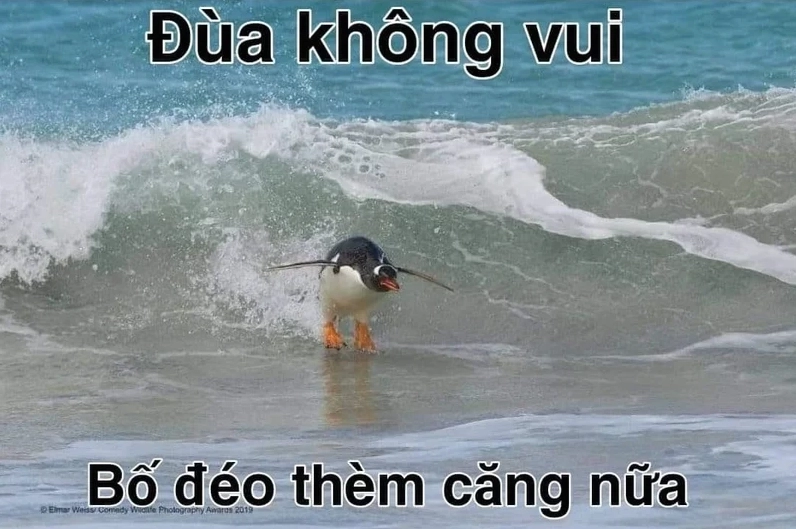 Chim cánh cụt căng biểu cảm hài hước như đang giận dỗi thế giới