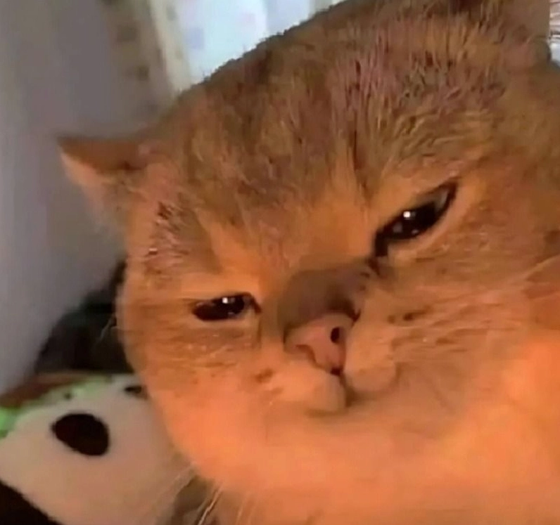 Trọn bộ meme cười đểu cực chất khiến bạn không thể nhịn cười 7 Chú mèo với nụ cười nhếch mép chuẩn meme