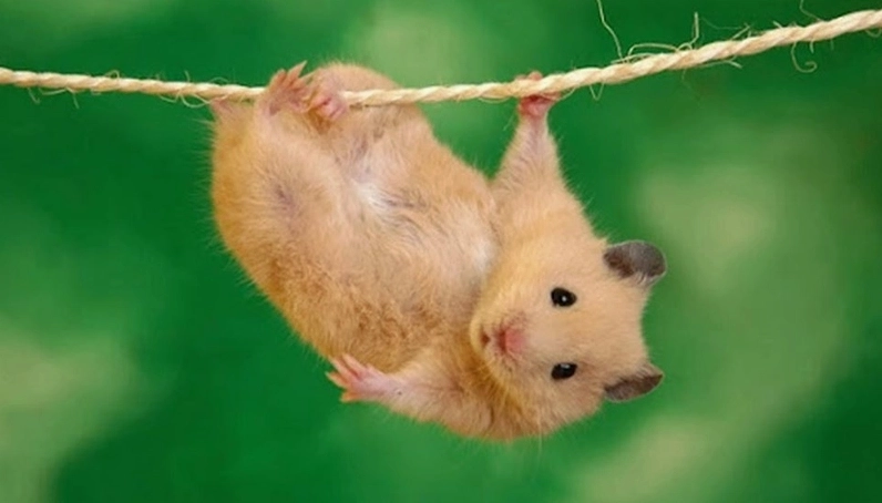 Chuột hamster meme tạo điểm nhấn hài hước