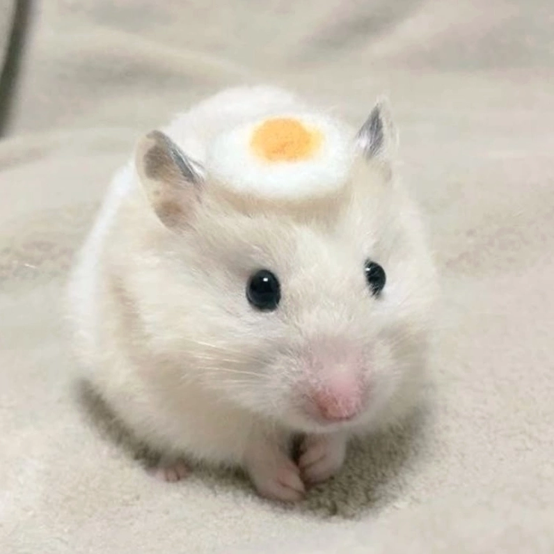Coi mà cười banh nhà với loạt nhộn hài meme chuột hamster cute