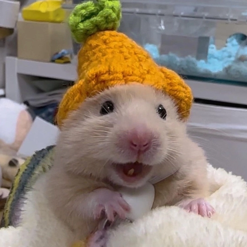 Cười té ghế cùng meme chuột hamster siêu hot mạng xã hội