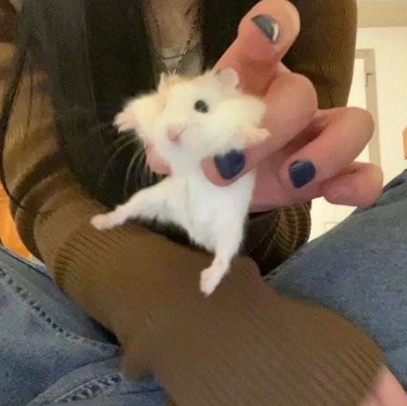 Cười thả ga cùng hamster cute meme hot trend