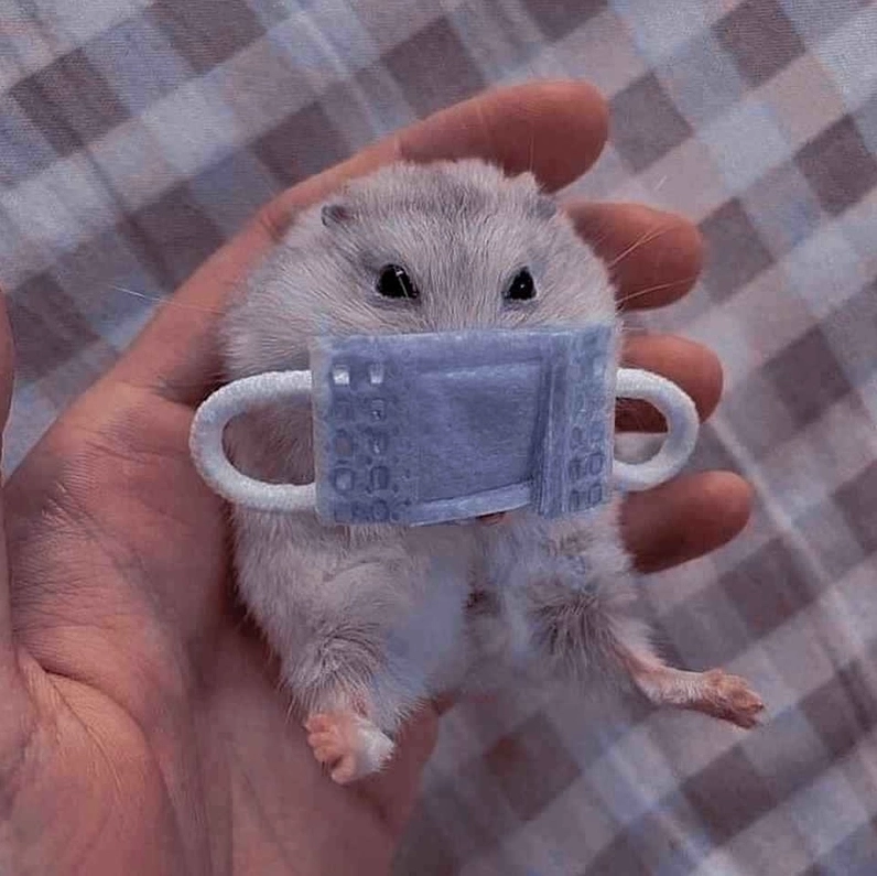 Cute hamster meme thu hút ánh nhìn mọi người