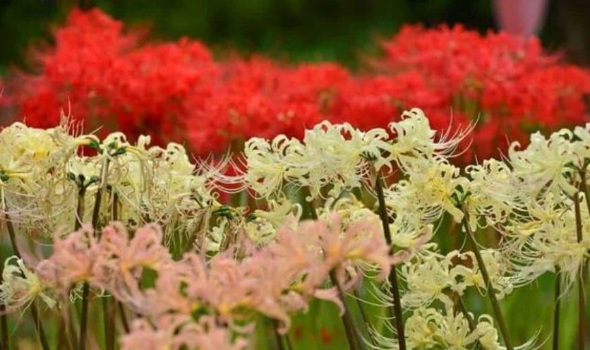 Đắm chìm trong không gian lãng mạn của rừng hoa bỉ ngạn đỏ thắm