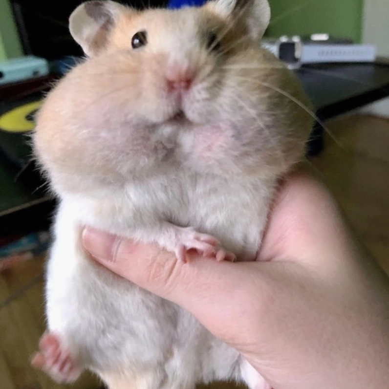 Đắm chìm trong thế giới ảnh con chuột hamster meme siêu vui nhộn