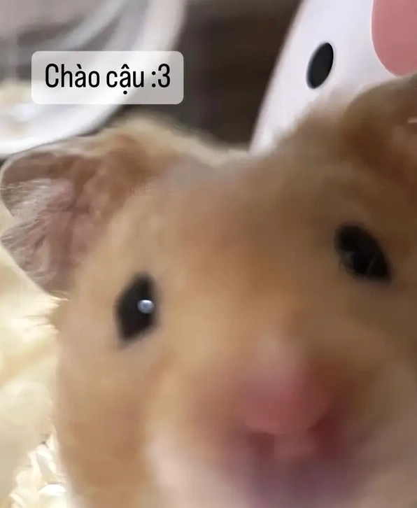 Đỉnh cao giải trí từ meme ảnh chuột hamster hài hước
