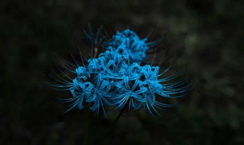 Độc đáo và sắc sảo với hình ảnh đóa bỉ ngạn xanh ngọc bí ẩn