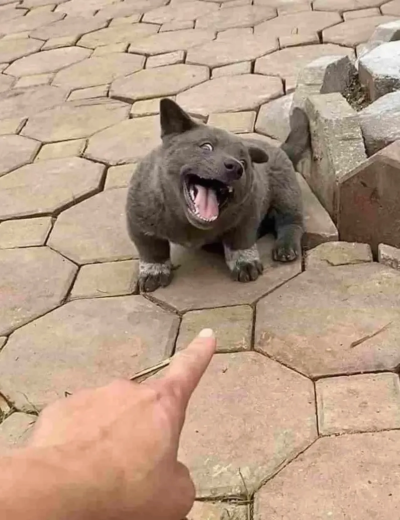 Dog power meme sea mạnh mẽ và hài hước trong từng khoảnh khắc đặc biệt