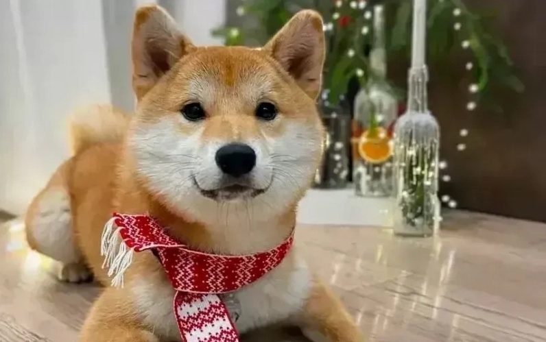 Doge coin meme hài hước mang đậm dấu ấn từ cộng đồng tiền mã hóa