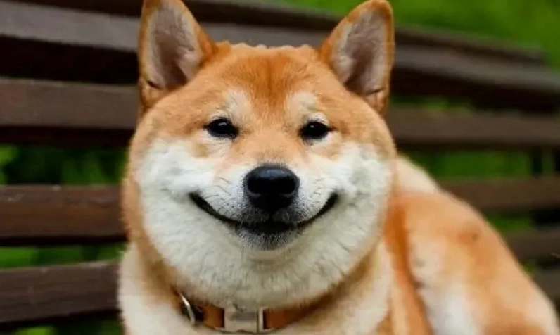 Dogecoin meme gây bão mạng với những hình ảnh sáng tạo và vui nhộn