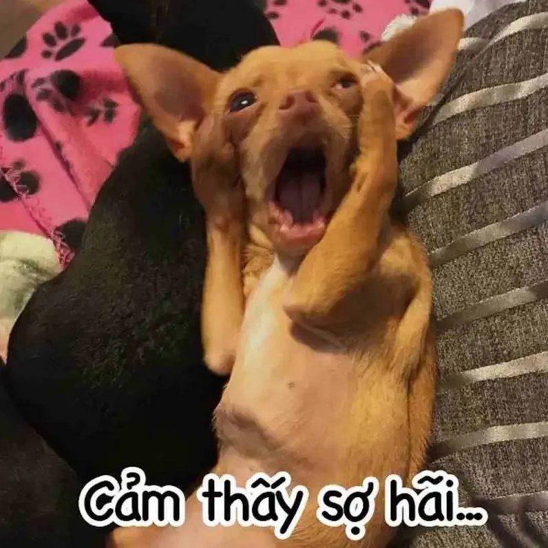 Doggo go meme ghép 3 ô hài hước và sáng tạo khiến ai cũng phải bật cười