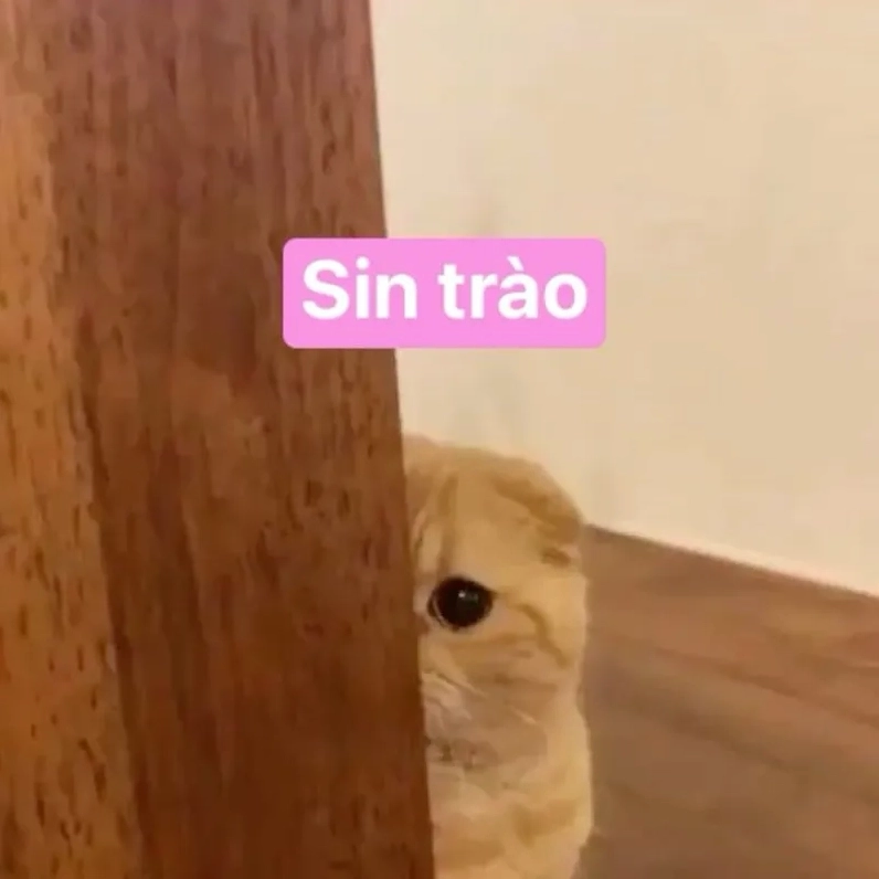 Đừng bỏ lỡ bộ cute hello meme làm tan chảy mọi trái tim