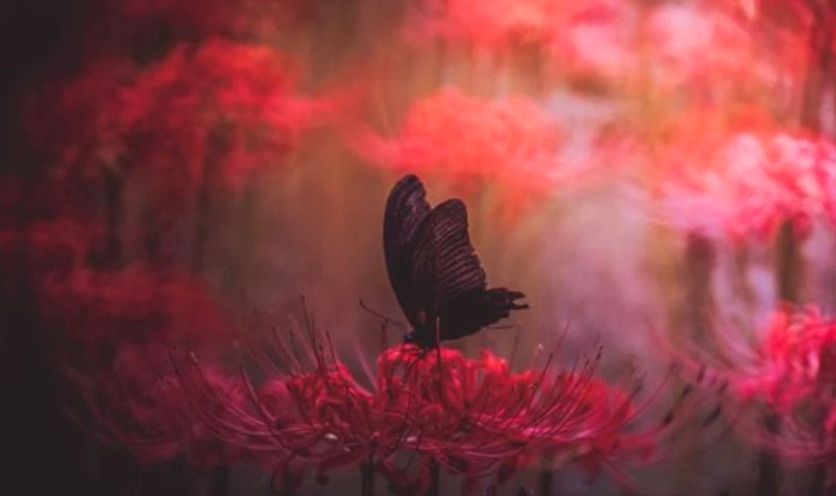 Đường nét mềm mại khêu gợi của cánh hoa bỉ ngạn đỏ trong sương