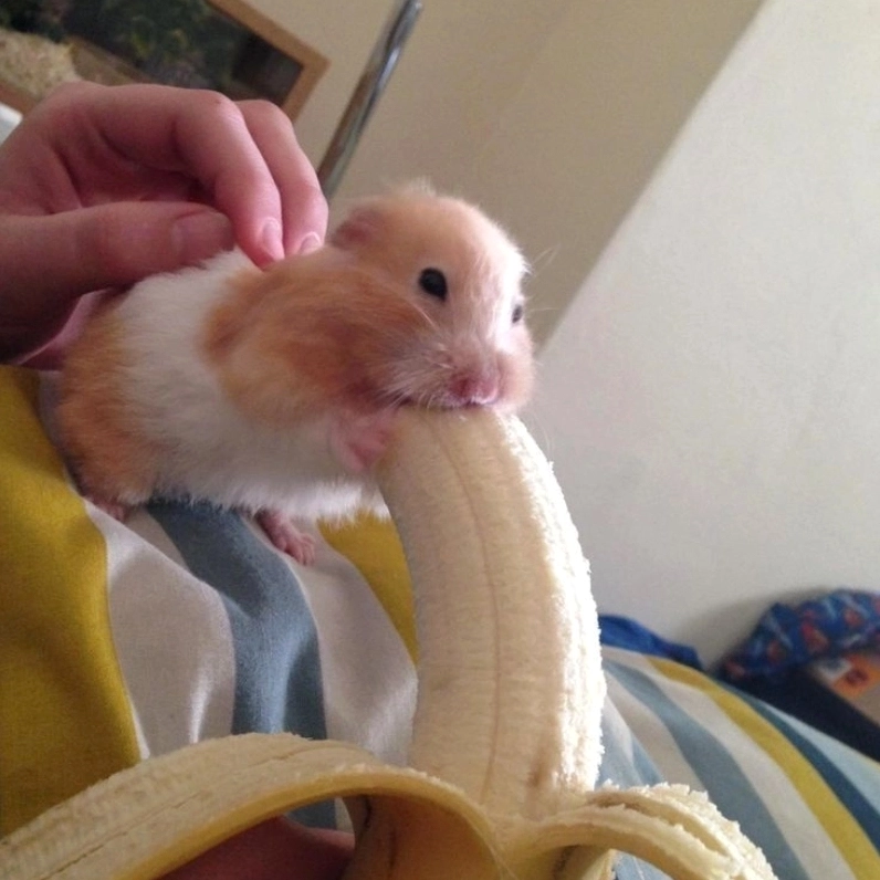 Giải trí đỉnh cao với nhộn hài meme chuột hamster gây bão mạng