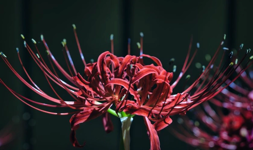 Góc chụp cận cảnh khoe trọn đường cong quyến rũ của cánh hoa bỉ ngạn