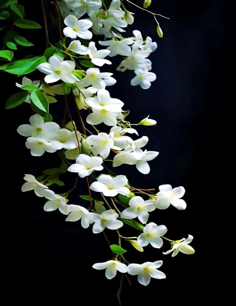 Góc máy cận cảnh phô diễn chi tiết cánh hoa