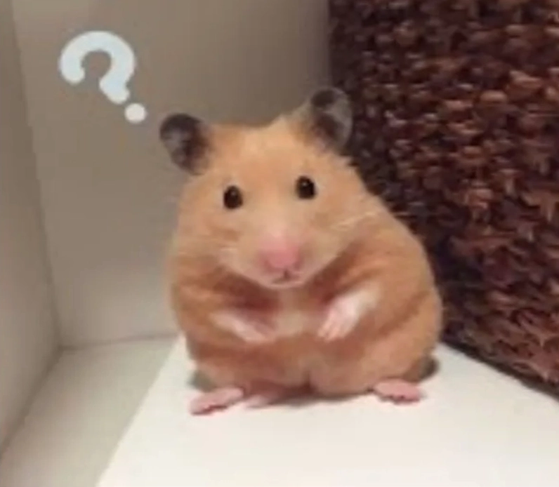 Hamster memes nổi bật trong thế giới giải trí