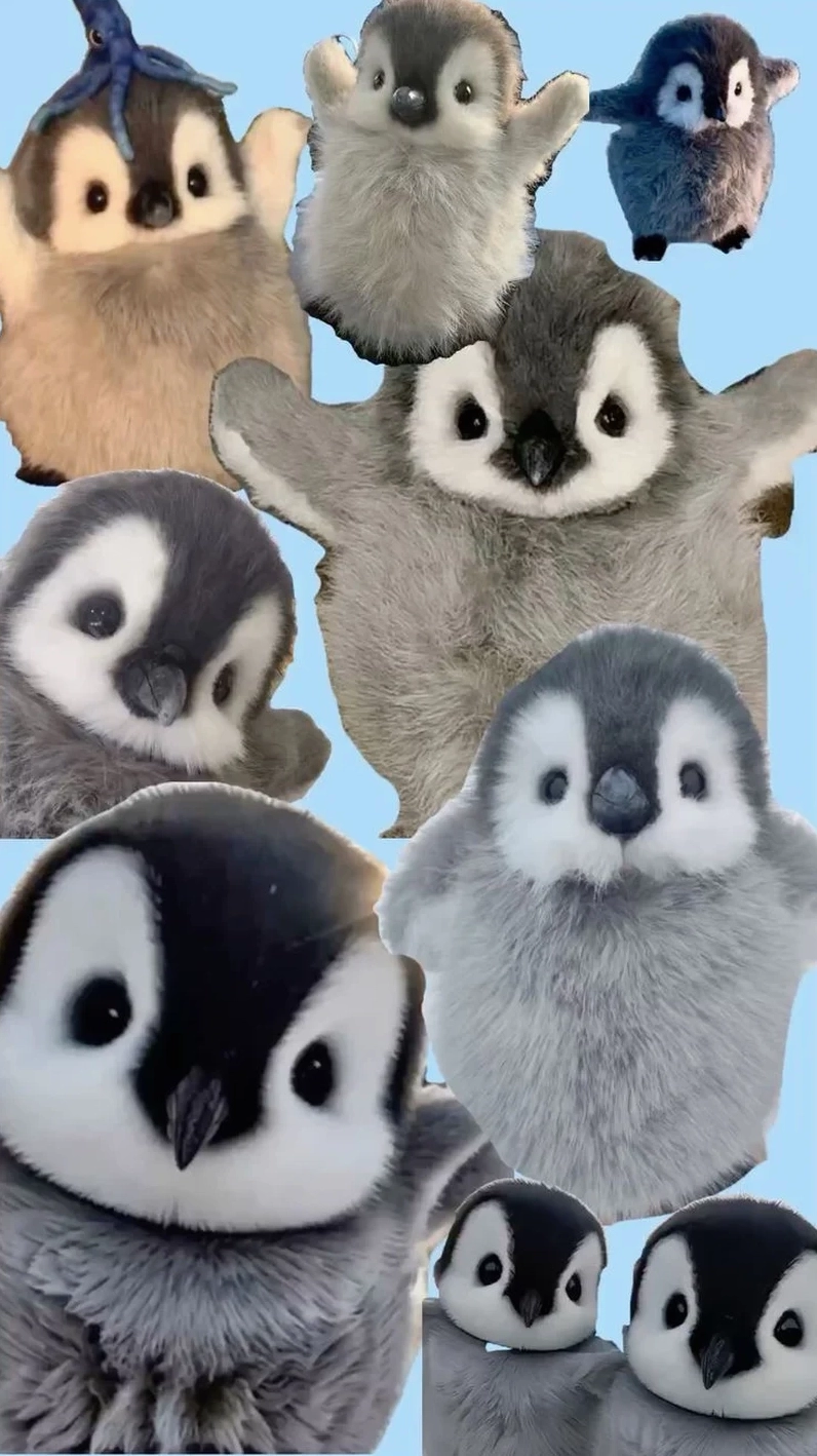 Hình ảnh 5 chú chim cánh cụt dễ thương đang xếp hàng đi dạo