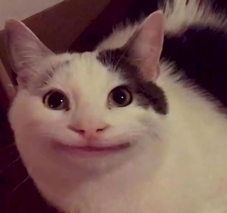 Trọn bộ meme cười đểu cực chất khiến bạn không thể nhịn cười 3 Hình ảnh chú chó với biểu cảm meme cười đểu độc đáo