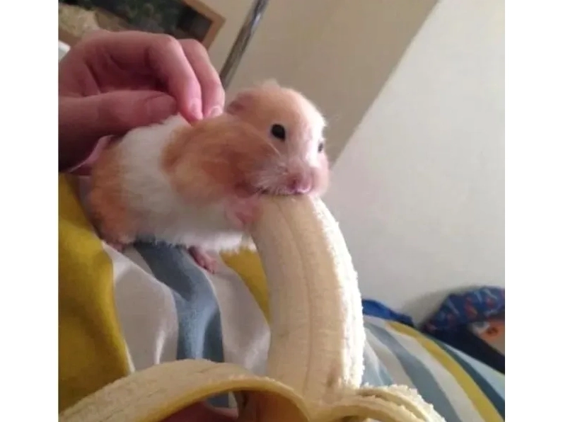 Hình ảnh chú chuột hamster ngơ ngác tự hỏi hamster meme là gì