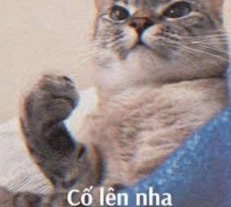 Hình ảnh chú mèo đáng yêu giơ tay biểu tượng cố lên