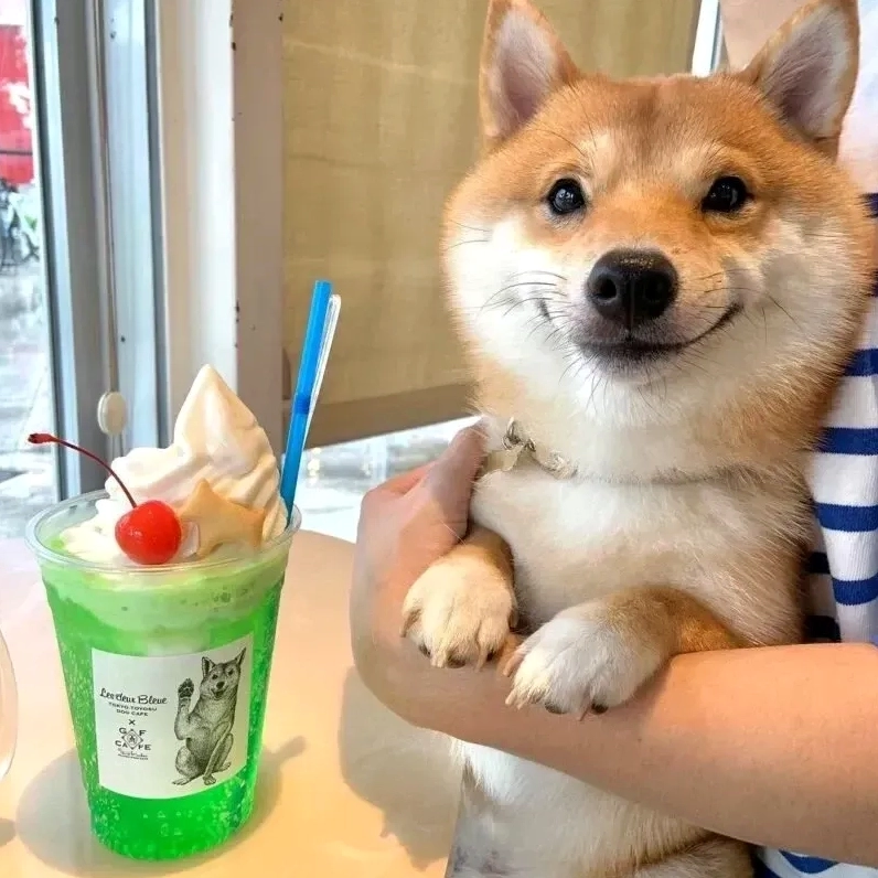 Hình ảnh doge shiba inu dog meme dễ thương với biểu cảm không đụng hàng