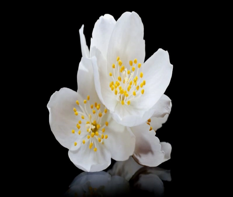 Hình ảnh hoa nhài lung linh làm hình nền