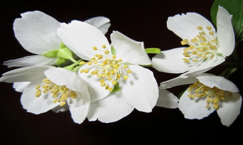 Hình ảnh hoa nhài nở rộ đầy sức sống