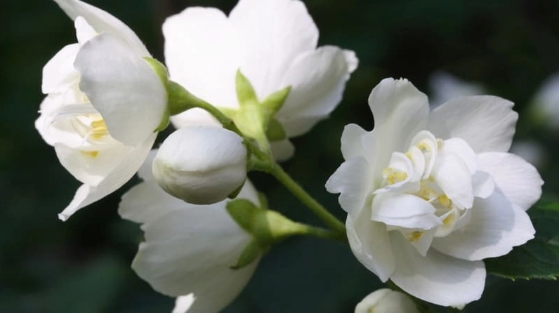 Hình ảnh hoa nhài trắng muốt khoe sắc