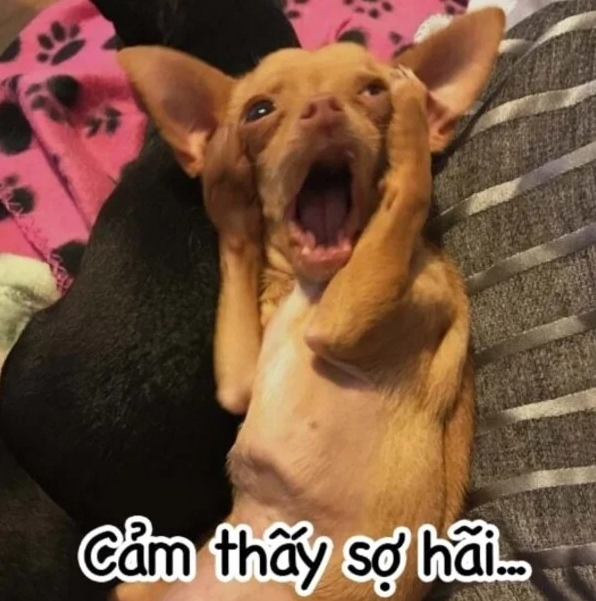 Hình ảnh meme chú chó ôm đầu buồn bã nhưng cực kỳ đáng yêu