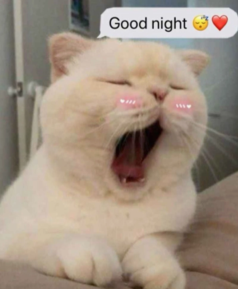 Hình ảnh meme dễ thương gửi lời chúc ngủ ngon ngọt ngào