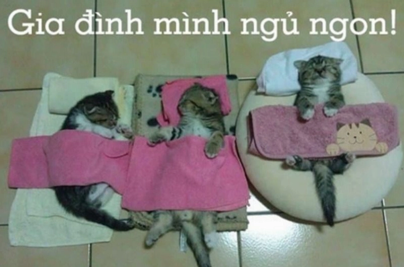 Hình ảnh meme động vật đáng yêu chìm vào giấc nồng