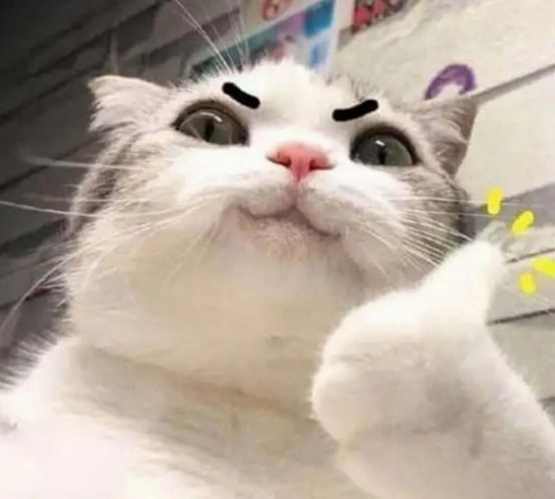 Hình ảnh meme mèo với ánh mắt kiên định truyền động lực