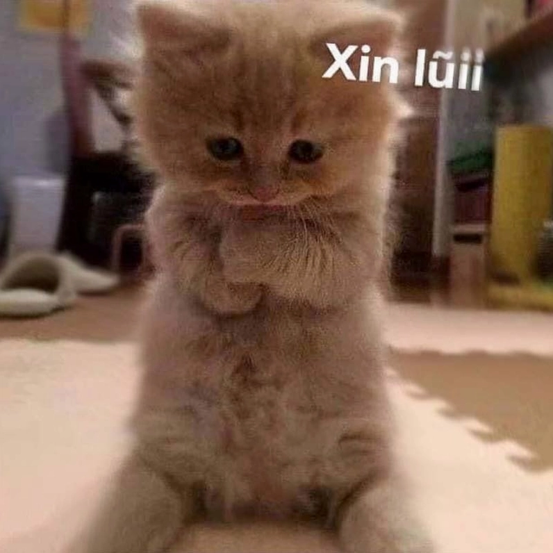 Hình ảnh meme mèo xin lỗi đáng yêu với đôi mắt to tròn long lanh