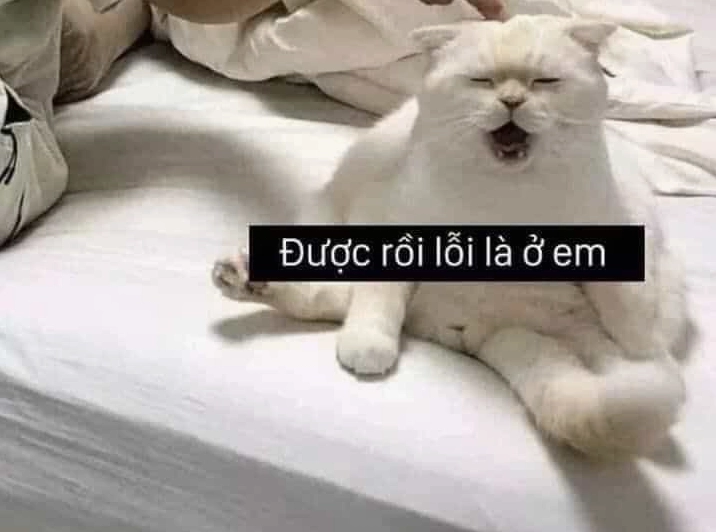 Hình ảnh mèo chấp tay lạy xin tha thứ hài hước