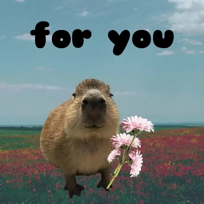 Hình capybara meme siêu dễ thương khiến ai cũng bật cười